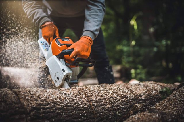 Los servicios de Podas Madrid, desbroces, podas, talas y limpieza de fincas - 1, Foto 1