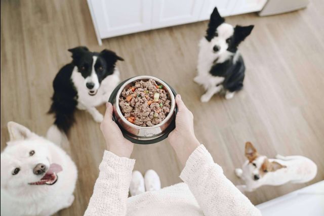 Dogfy Diet identifica las 20 enfermedades más comunes en perros - 1, Foto 1