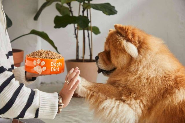 Las ventajas e inconvenientes de los distintos tipos de comida para perros, por Dogfy Diet - 1, Foto 1