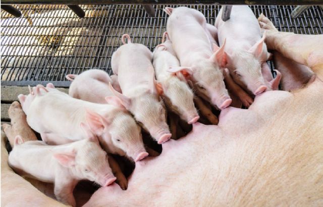 La importancia del pienso ecológico para cerdas gestantes según Bifeedoo - 1, Foto 1