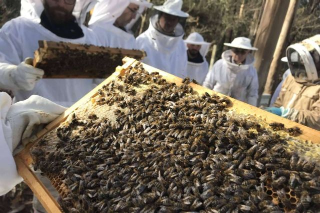 Cursos presenciales prácticos de apicultura, de la mano de CursosApicultura - 1, Foto 1