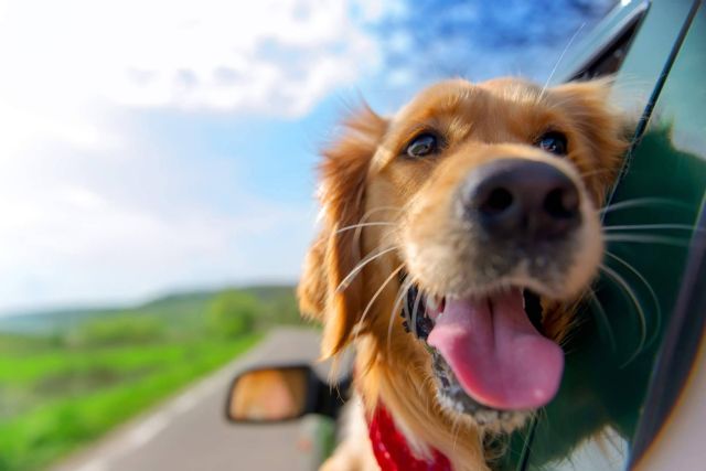 Tras el fallecimiento de su responsable, ¿cómo proteger a los animales? - 1, Foto 1