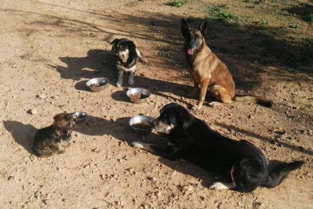 ¿Por qué es importante cuidar la alimentación para los perros? - 1, Foto 1