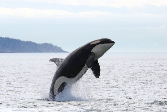 Un nuevo proyecto de Transición Ecológica impulsará el marcaje orcas para reducir la interacción con embarcaciones - 1, Foto 1