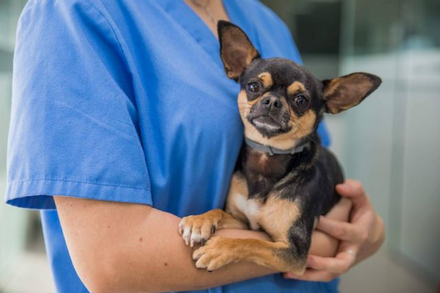 Nuestros Peludos, expertos en la crianza de caninos - 1, Foto 1