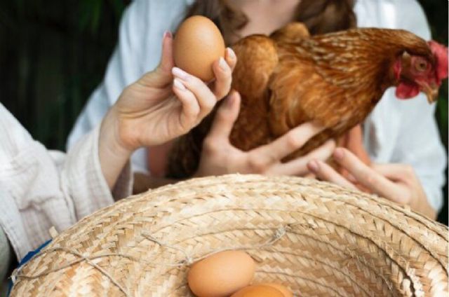 El pienso para gallinas ponedoras de Bifeedoo ha demostrado tener un impacto positivo en la calidad de los huevos - 1, Foto 1
