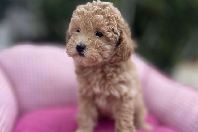 Los Luceros de Vandalia, un criadero donde es posible encontrar caniches toy - 1, Foto 1