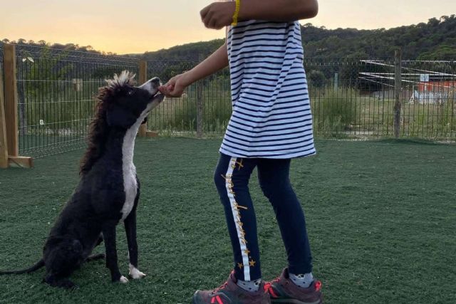 ¿Cómo educar a los cachorros?, con el centro de entrenamiento canino L’Almozara Can Bosc - 1, Foto 1