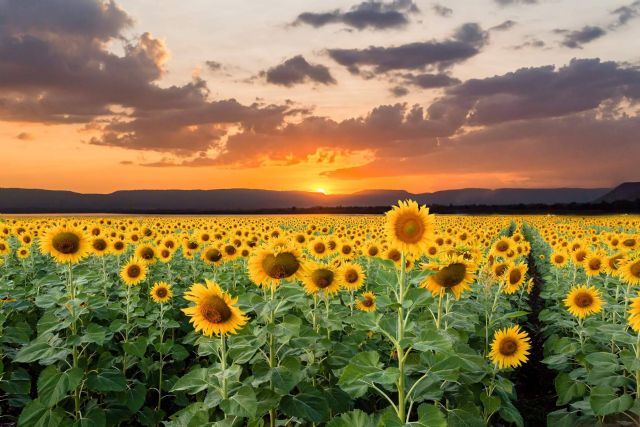 La temporada de girasoles llega a Rosistirem - 1, Foto 1