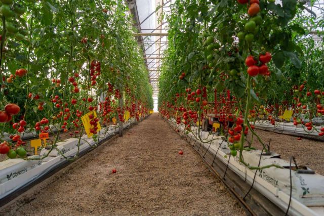 CapGen Seeds registra un aumento del 18 % en la producción de variedades hortícolas debido al crecimiento de las ventas locales e internacionales - 1, Foto 1