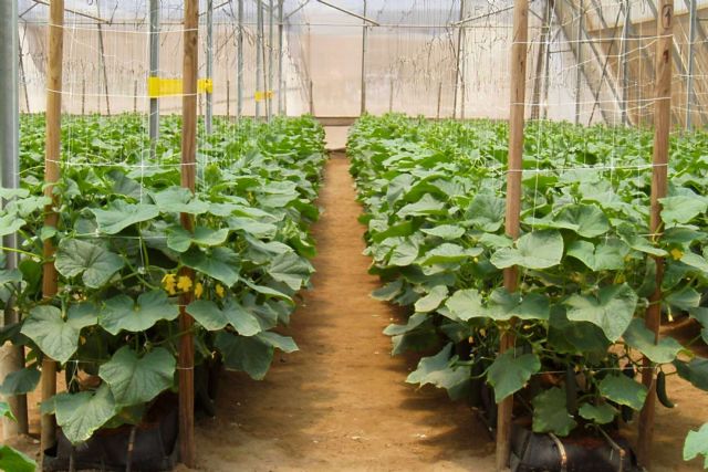 Cómo maximizar el cultivo con sustratos de coco - 1, Foto 1