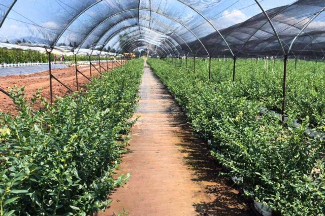 5 criterios más importantes para planificar un invernadero con bolsas de cultivo - 1, Foto 1