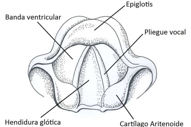 ¿Qué es mejor, logopedia o cirugía de feminización de la voz? - 1, Foto 1