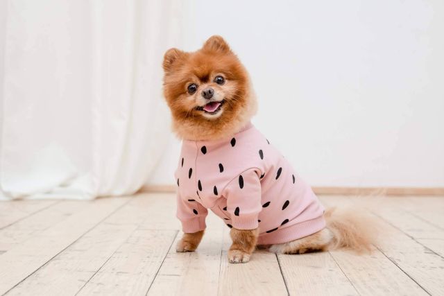 Ropa para perros. Los beneficios y consideraciones para la salud de la mascota - 1, Foto 1