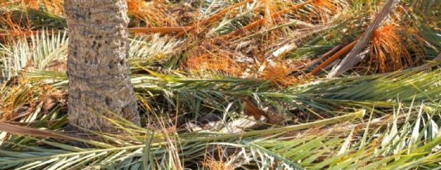 Poveda Textil revoluciona la moda con su colección de tejidos hecha con palmera alicantina - 1, Foto 1