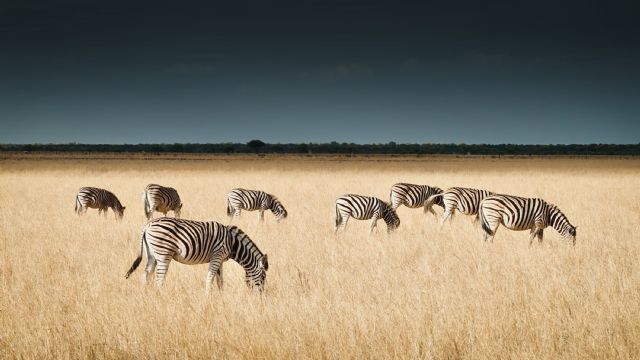 Wwwildnature presenta nuevos safaris en el corazón de África - 1, Foto 1