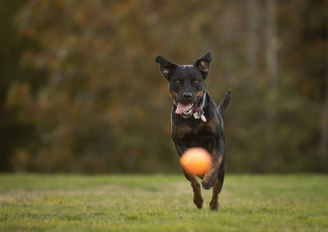 WDS Tecnic Equipment refuerza su presencia en línea con las ayudas europeas Next Generation - 1, Foto 1