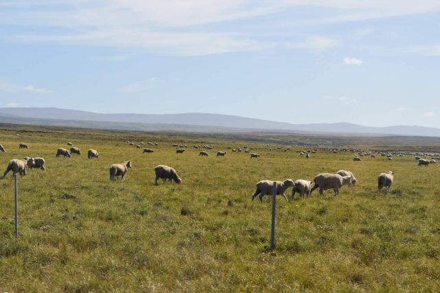 Carne fresca y tierna de cordero con Ganadería Aguirre - 1, Foto 1