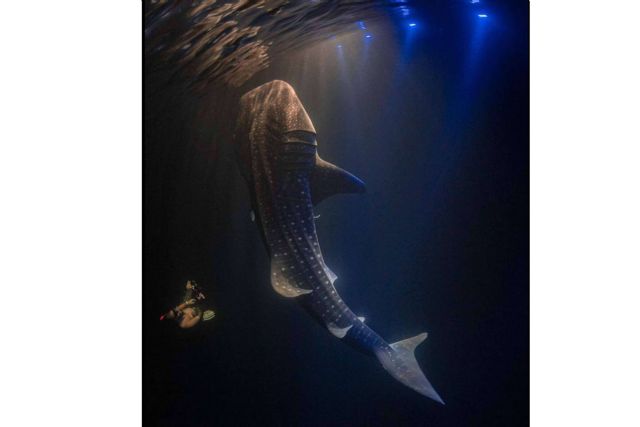 Descubrir los océanos del mundo en una experiencia exclusiva organizada por SevenBlue - 1, Foto 1