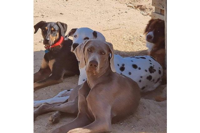 PERROBUENO revoluciona el concepto de guardería canina - 1, Foto 1