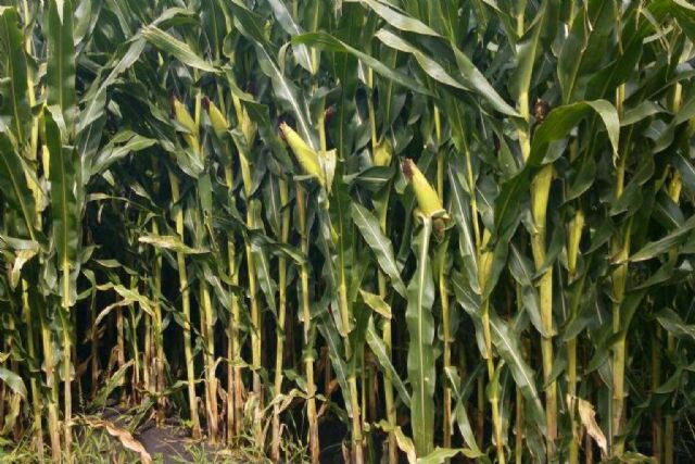 SEMTEK pone a disposición una de las mejores semillas híbridas de maíz - 1, Foto 1
