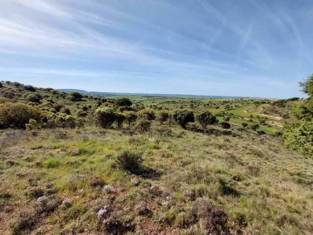 Adel Sierra Norte destaca la importancia de respetar la encina, uno de elementos clave de la Sierra Norte de Guadalajara - 1, Foto 1