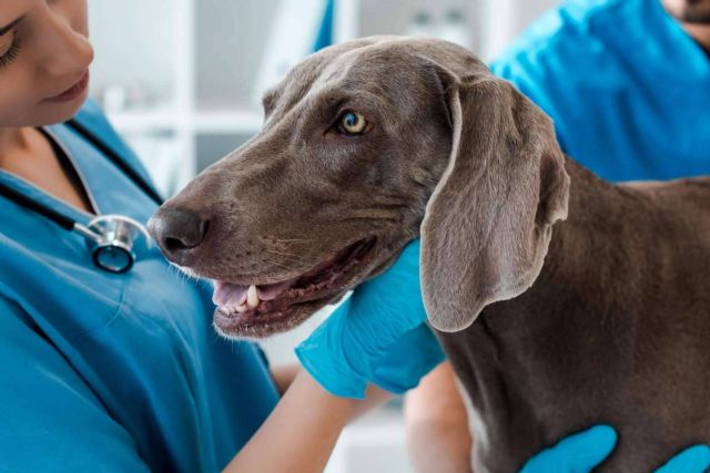 Las ventajas de la formación online en el ámbito de auxiliar técnico veterinario - 1, Foto 1