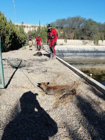 Bomberos rescatan a un zorro en un embalse en Alguazas - 1, Foto 1