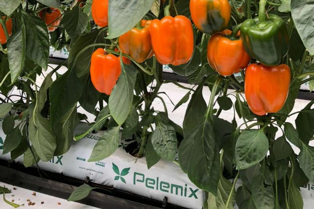Recomendaciones esenciales para el cultivo de hortalizas con bolsas de cultivo, según Pelemix - 1, Foto 1