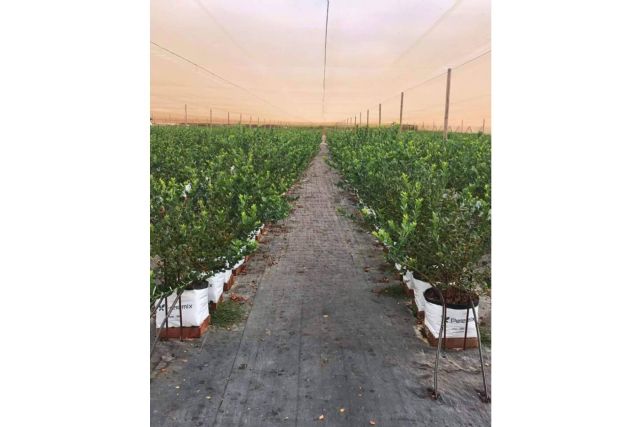 Cómo medir la conductividad eléctrica (CE) del sustrato de fibra de coco - 1, Foto 1