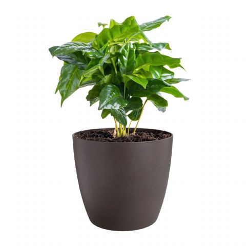 Elho presenta su nueva colección de macetas elaboradas con residuos de café - 1, Foto 1