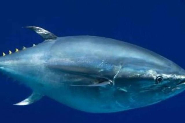 Estudiantes y pescadores aprenden sobre el marcaje de peces con Suzuki Marine y Movilmotors - 1, Foto 1