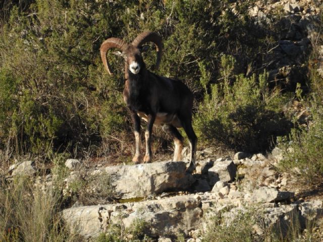 Club Tierra de Caza acerca al cazador la posibilidad de cazar en las reservas de una forma ágil y sencilla - 1, Foto 1