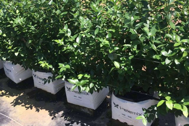 Los últimos avances en el cultivo de frutas blandas con las soluciones Open Tops de Pelemix - 1, Foto 1