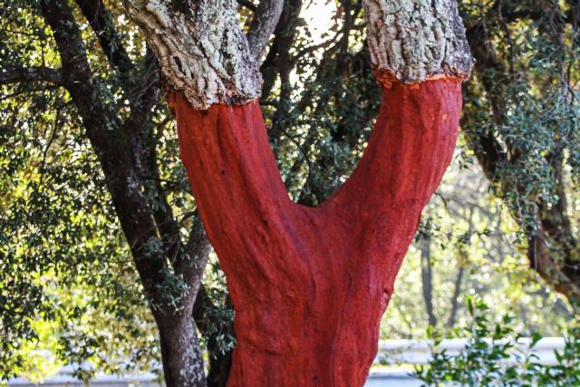 KliuCork® y la importancia de optar por materiales ecológicos - 1, Foto 1