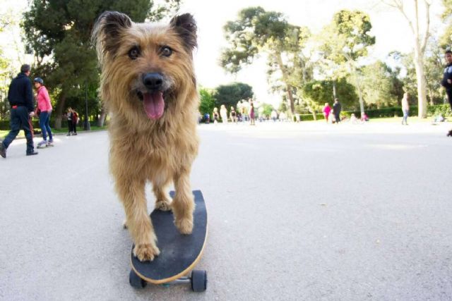 Amazdog se corona como líder de adopciones en España por 4° año consecutivo - 1, Foto 1