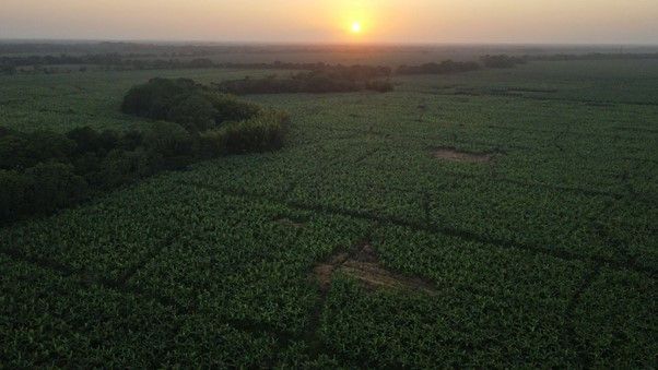 Banacol: pioneros en sostenibilidad con certificado Carbono Neutro - 1, Foto 1