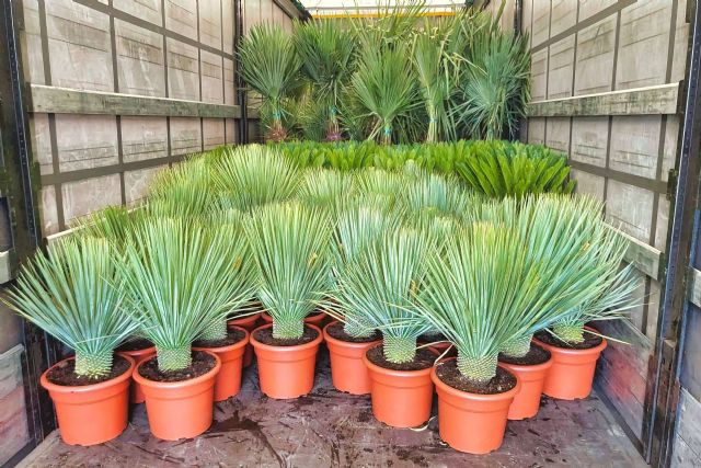 Tropicalia Garden, socio mayorista de palmeras y plantas ornamentales - 1, Foto 1