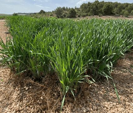 Una granja reduce un 95% la contaminación de sus aguas gracias a un humedal - 1, Foto 1