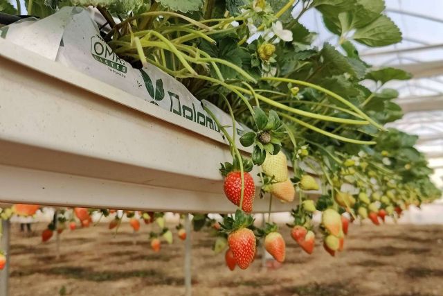 Beneficios de los sustratos de Pelemix para el cultivo de la fresa - 1, Foto 1