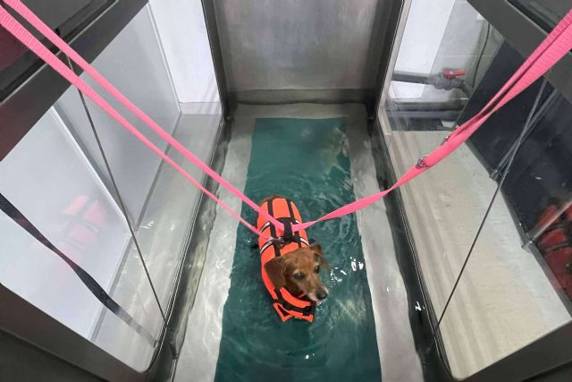 Reanimalia proporciona tratamientos de hidroterapia en cinta para lesiones en animales, en la provincia de Cádiz - 1, Foto 1