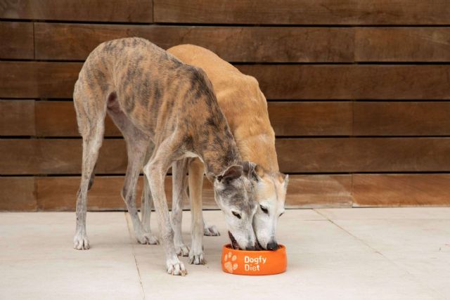 Dogfy Diet ofrece recetas naturales para perros - 1, Foto 1