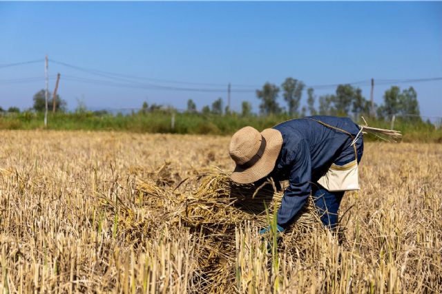Agricultura, Pesca y Alimentación eleva a 258,9 millones de euros el pago de las ayudas a productores de tierras de cultivo de secano, arroz y tomate de industria - 1, Foto 1