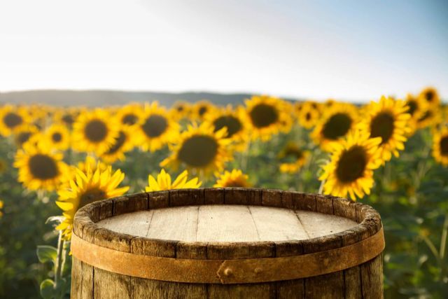 La próxima temporada de los campos de flores de Niudàlia trae los girasoles - 1, Foto 1
