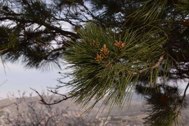 Calcular huella de carbono, registrarla y compensarla en el MITERD - 1, Foto 1