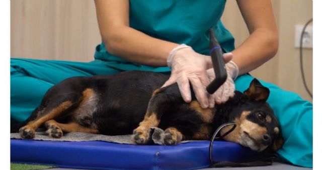Interesantes resultados sobre el manejo del dolor en mascotas: nuevas estrategias para mejorar la calidad de vida - 1, Foto 1