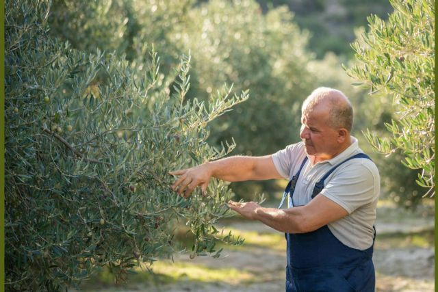 Exclusivos formatos de AOVE de Olipaterna, calidad y versatilidad desde Andalucía - 1, Foto 1