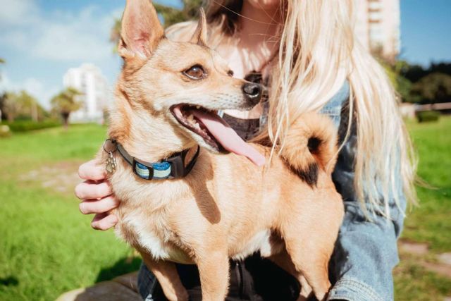 Nuevo PET Finder 4G, un localizador GPS para proteger a las mascotas - 1, Foto 1