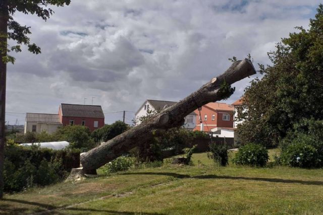 PODAprofesional facilita cursos de Poda y Tala en Altura para técnicos forestales - 1, Foto 1