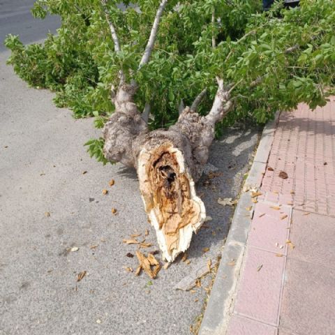 Medidas preventivas en la carretera de Pliego: tala de árboles enfermos para evitar accidentes - 1, Foto 1